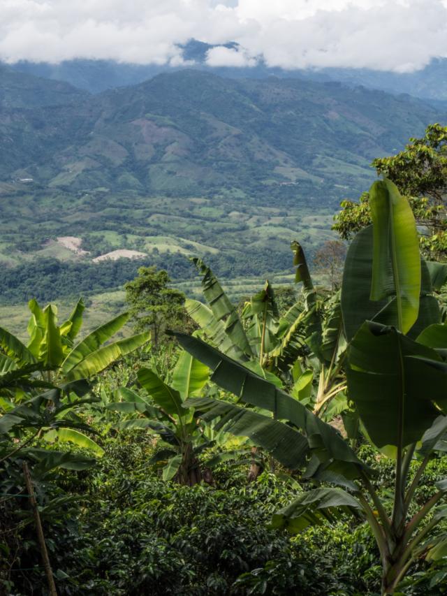 kaffelandskab i colombia