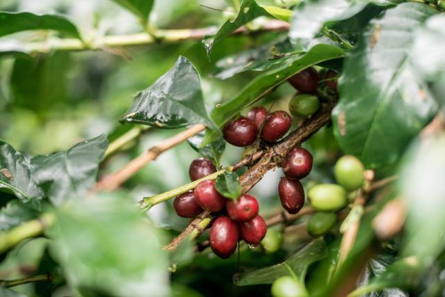modne kaffebaer paa kaffegren i baggrunden skimtes groenne ikke modne kaffebaer