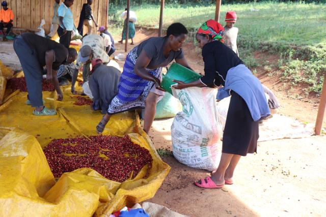 kvinder sorterer kaffebaer i kenya
