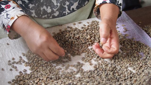 haender sorterer groenne kaffeboenner