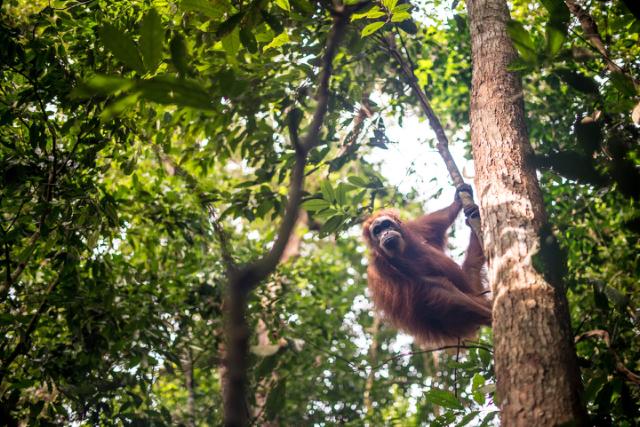 orangutang haenger i et trae i regnskoven