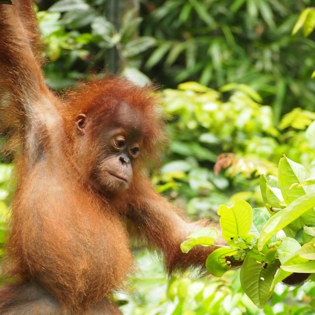 orangutang unge sidder og kigger på planter