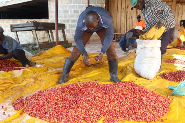 kaffebonde sorterer sine kaffebaer staaende paa en gul presenning